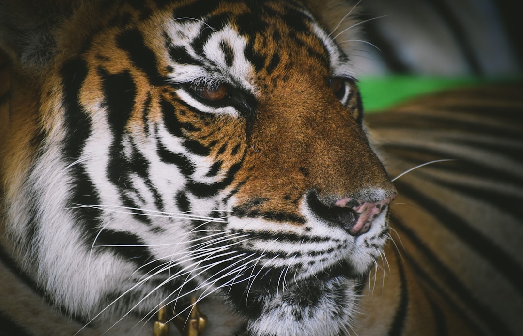 tiger slot machine