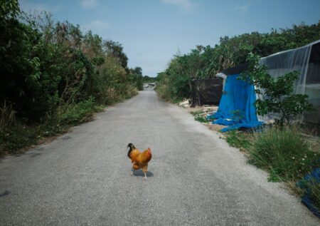 Chicken Road Game Review 2026 – RTP, Provably Fair & Verdict